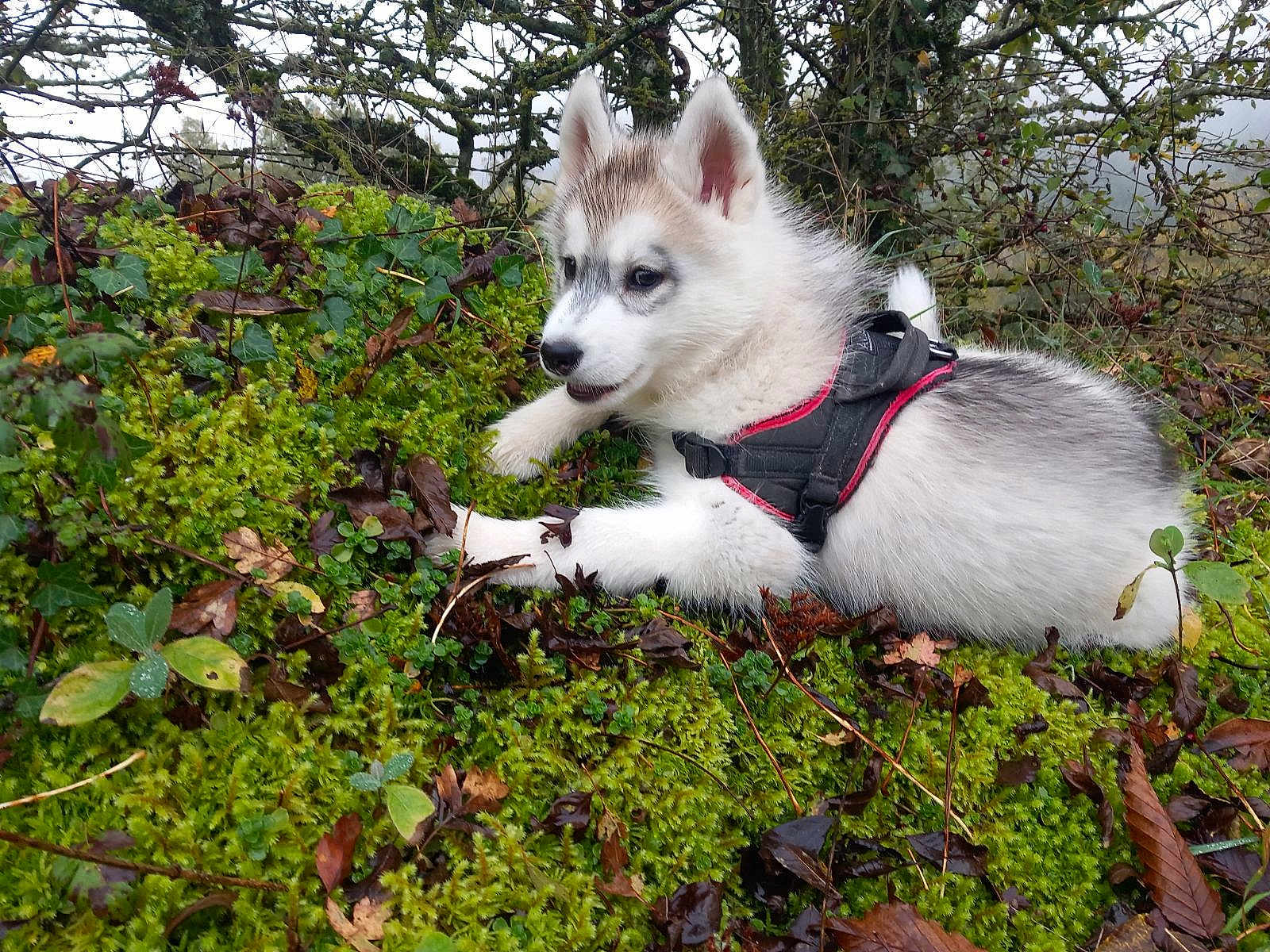 Anaya participe au concours pour gagner de l'argent avec cette photo : puppy, dog, husky, harness, moss, forest, greenery, leaves, twigs, outdoor, nature, young, animal, playful, fur, cute, pet, lying_down, daylight, curious