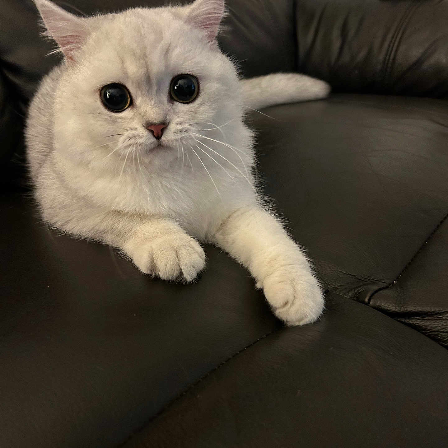 Teddy Bear is registered to the contest to win money with this photo: abyssinian, angora, animal, architecture, armchair, building, cat, chair, couch, cushion, furniture, homedecor, indoors, kitten, livingroom, manx, pet, room, siamese, white