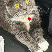 Leah joined the competition — help win amazing prizes! animal, cat, close_up, collar, curious, cute, feline, gray_cat, heart_collar, indoor, pet, portrait, post, relaxed, resting, screenshot, social_media, whiskers, white_paws, yellow_eyes