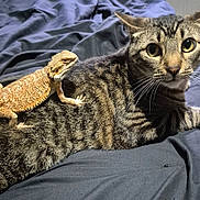 Tiggs is registered to the contest to win money with this photo: cat, bearded_dragon, reptile, pet, striped_cat, tabby, animal_companions, bed, indoor, fur, scales, whiskers, curious, resting, close_up, domestic_animal, friendship, cute, laying_down, animal