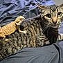 cat, bearded_dragon, reptile, pet, striped_cat, tabby, animal_companions, bed, indoor, fur, scales, whiskers, curious, resting, close_up, domestic_animal, friendship, cute, laying_down, animal