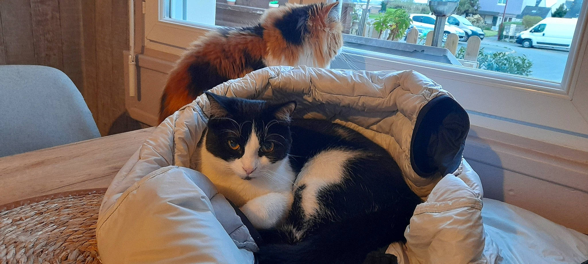 Tommy participe au concours pour gagner de l'argent avec cette photo : bag, box, carnivore, cat, comfort, domestic_short_haired_cat, felidae, fur, lap, linens, mammal, nap, plant, room, sitting, small_to_medium_sized_cats, snout, tail, whiskers, window