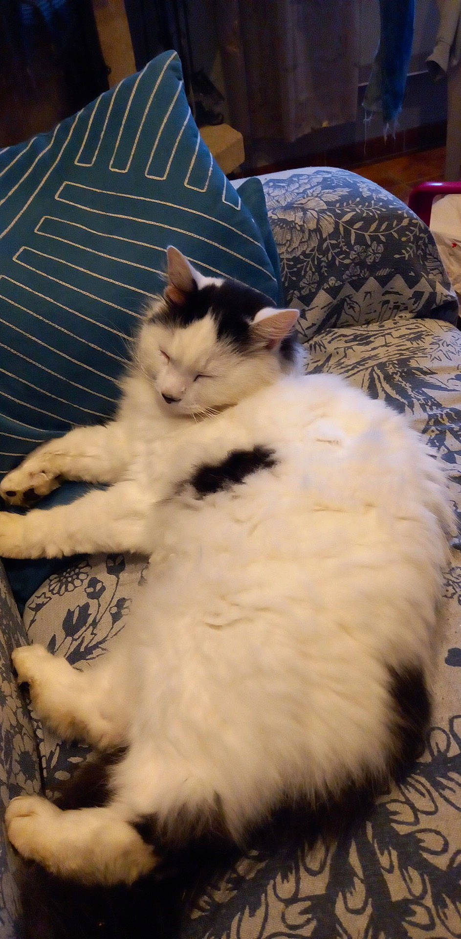 Olaf a rejoint le concours — aidez-le/la à gagner de superbes lots ! carnivore, cat, claw, comfort, event, fawn, felidae, fur, paw, small_to_medium_sized_cats, snout, tail, terrestrial_animal, whiskers, wood