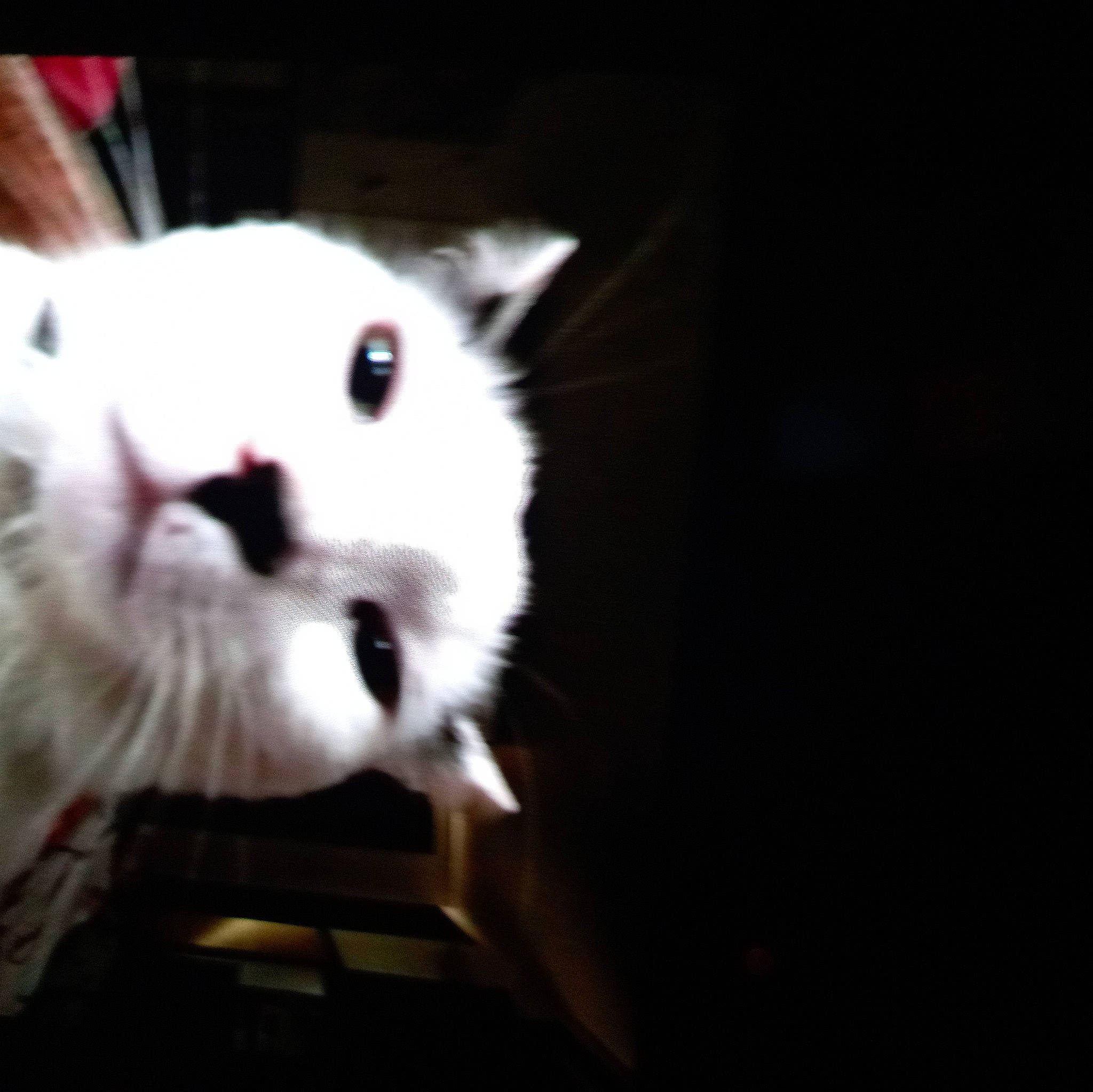 Olaf participe au concours pour gagner de l'argent avec cette photo : canidae, carnivore, cat, companion_dog, darkness, felidae, fur, night, paw, sky, small_to_medium_sized_cats, snout, tail, whiskers