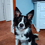 Vicky a rejoint le concours — aidez-le/la à gagner de superbes lots ! dog, black_and_white, border_collie, pet, indoor, tile_floor, ears_up, attentive, sitting, collar, furniture, door, wall, television, cabinet, brown_floor, white_paws, canine, animal, house