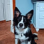 dog, black_and_white, border_collie, pet, indoor, tile_floor, ears_up, attentive, sitting, collar, furniture, door, wall, television, cabinet, brown_floor, white_paws, canine, animal, house
