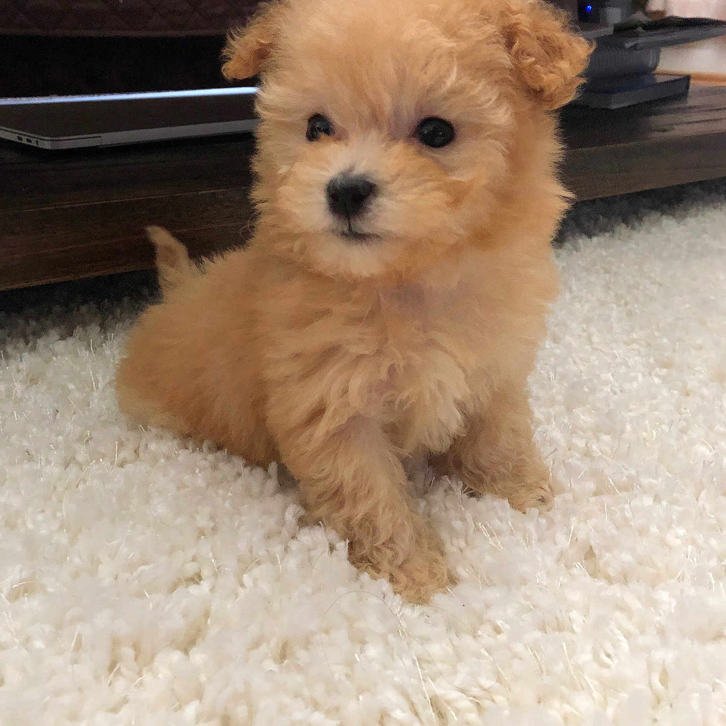 Kitty is registered to the contest to win money with this photo: adorable, animal, brown, carpet, carpeted_floor, cozy, curious, cute, cute_pet, dog, fluffy, fur, home, indoor, mammal, pet, puppy, sitting, small_dog, young