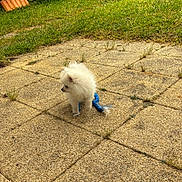 Aiko participe au concours pour gagner de l'argent avec cette photo : dog, puppy, pomeranian, white_dog, toy, rope_toy, outdoor, patio, grass, sunlight, shadow, curious, small_dog, fluffy, pet, animal, nature, summer, playful, pavement