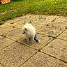 dog, puppy, pomeranian, white_dog, toy, rope_toy, outdoor, patio, grass, sunlight, shadow, curious, small_dog, fluffy, pet, animal, nature, summer, playful, pavement