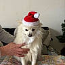 Aiko participe au concours pour gagner de l'argent avec cette photo : dog, santa_hat, white_fur, hand, indoor, blanket, christmas_tree, pet, cute, festive, small_dog, furry, animal, holiday, seated, mammal, soft, companionship, domestic, cozy