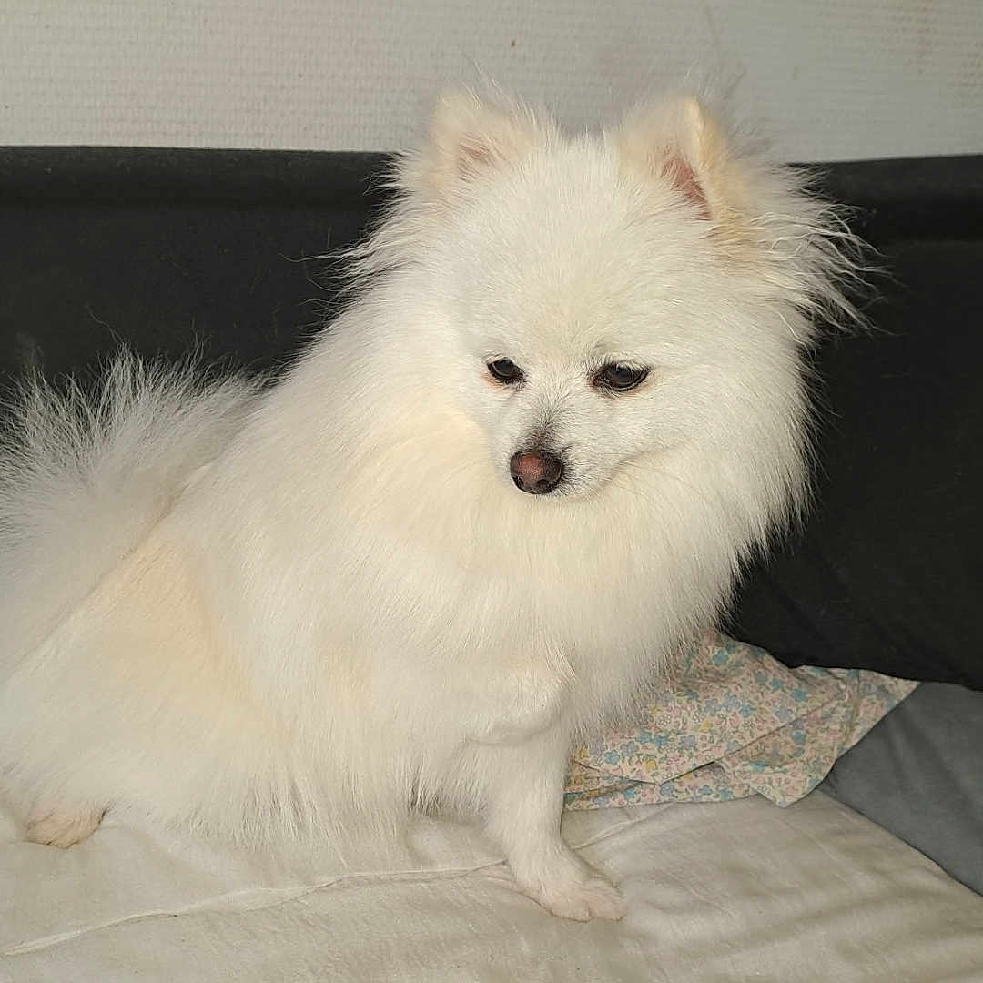 Aiko a rejoint le concours — aidez-le/la à gagner de superbes lots ! dog, white_dog, fluffy, pomernian, pet, indoor, couch, furniture, animal, small_dog, fur, cute, companion, domestic_animal, sitting, portrait, canine, resting, household, cute_pet