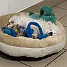 Aiko participe au concours pour gagner de l'argent avec cette photo : puppy, dog_bed, toy, blue_rope, green_plush, sleeping, white_dog, floor_tile, indoor, pet, cozy, cute, resting, animal, small_dog, domestic, quiet, relaxed, furry, napping