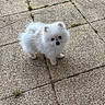 puppy, dog, white, fluffy, outdoor, pavement, stone_tiles, grass, small_dog, pet, cute, curious, animal, standing, young, fur, ears, looking_up, nature, daylight
