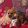 Dixie is registered to the contest to win money with this photo: animal, calico_cat, cat, companionship, couch, cozy, cute, dog, fluffy_dog, friendship, furniture, home, indoor, pet, pillow, red_couch, relaxed, resting, skull_design, spider_web