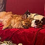 Dixie is registered to the contest to win money with this photo: animal, cat, comfort, companion, couch, cozy, cute, cute_animals, dog, domestic, friendship, fur, indoor, pets, red_blanket, relaxation, resting, sleeping, snuggle, warm