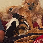 Dixie joined the competition — help win amazing prizes! animal, blanket, cat, companion, couch, cozy, cute, dog, domestic, fluffy, friendship, fur, household, indoor, mammal, pets, relaxing, resting, snuggling, warm