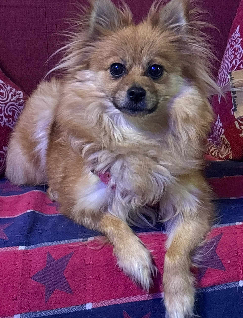 Dixie