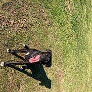 Wizared is registered to the contest to win money with this photo: adventure, fun, grass, grass_family, grassland, landscape, lawn, leisure, outdoor_recreation, pasture, people_in_nature, plant, recreation, shadow, slope, soil, sporting_group, tints_and_shades, toy, tree