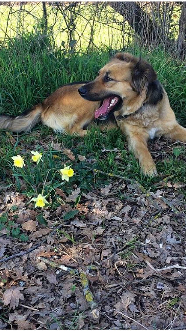 Loula a rejoint le concours — aidez-le/la à gagner de superbes lots ! carnivore, companion_dog, dog, dog_breed, fawn, flower, grass, groundcover, guard_dog, paw, plant, soil, sporting_group, street_dog, tail, tree, working_dog