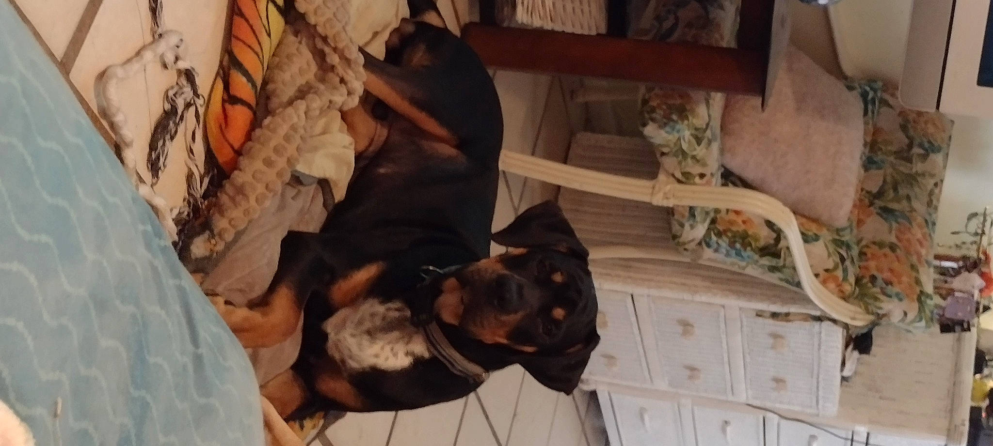 Sarge is registered to the contest to win money with this photo: cabinetry, carnivore, chest, comfort, companion_dog, cupboard, dog, dog_breed, drawer, dresser, fawn, felidae, fur, hardwood, room, small_to_medium_sized_cats, toy_dog, tree, wood, working_animal