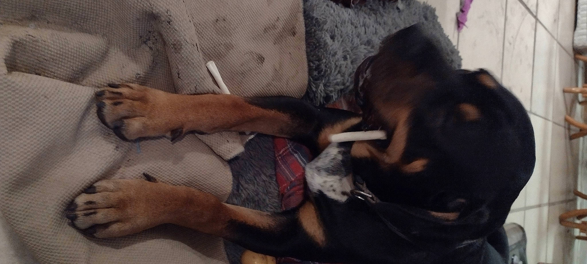 Sarge is registered to the contest to win money with this photo: abdomen, art, barechested, chest, comfort, companion_dog, dog, fawn, flesh, foot, fur, human_leg, knee, linens, nail, pattern, room, thigh, trunk, wrist