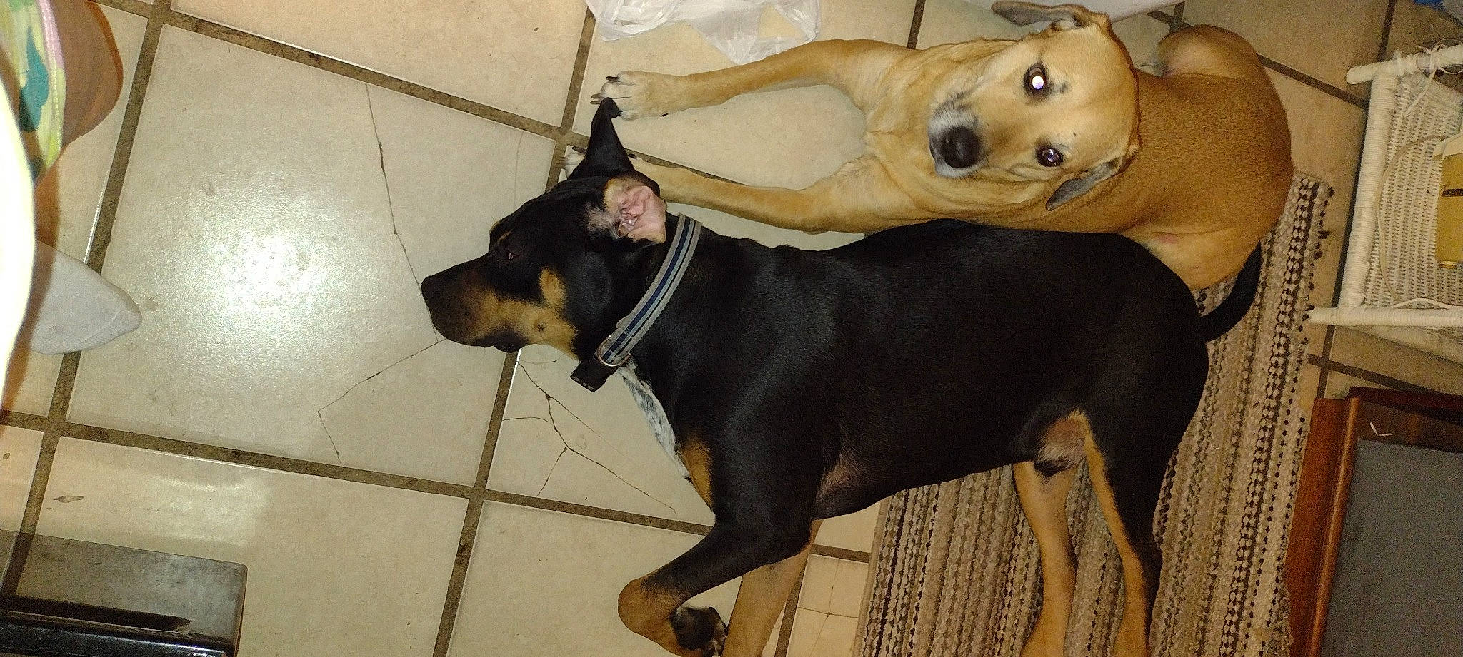 Sarge is registered to the contest to win money with this photo: canidae, carnivore, collar, companion_dog, dog, dog_breed, dog_collar, ear, fawn, fur, guard_dog, mammal, pet_supply, snout, sporting_group, tail, toy_dog, whiskers, working_animal, working_dog