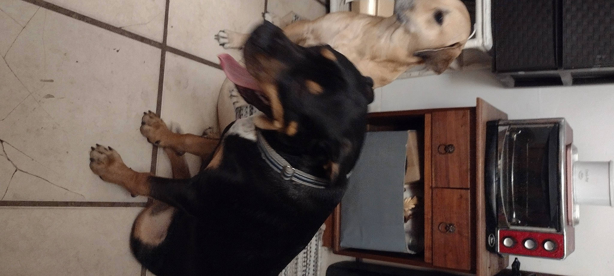 Sarge is registered to the contest to win money with this photo: cabinetry, canidae, carnivore, collar, companion_dog, dog, dog_breed, dog_collar, ear, elbow, fawn, fur, gesture, guard_dog, snout, sporting_group, tail, toy_dog, whiskers, working_animal