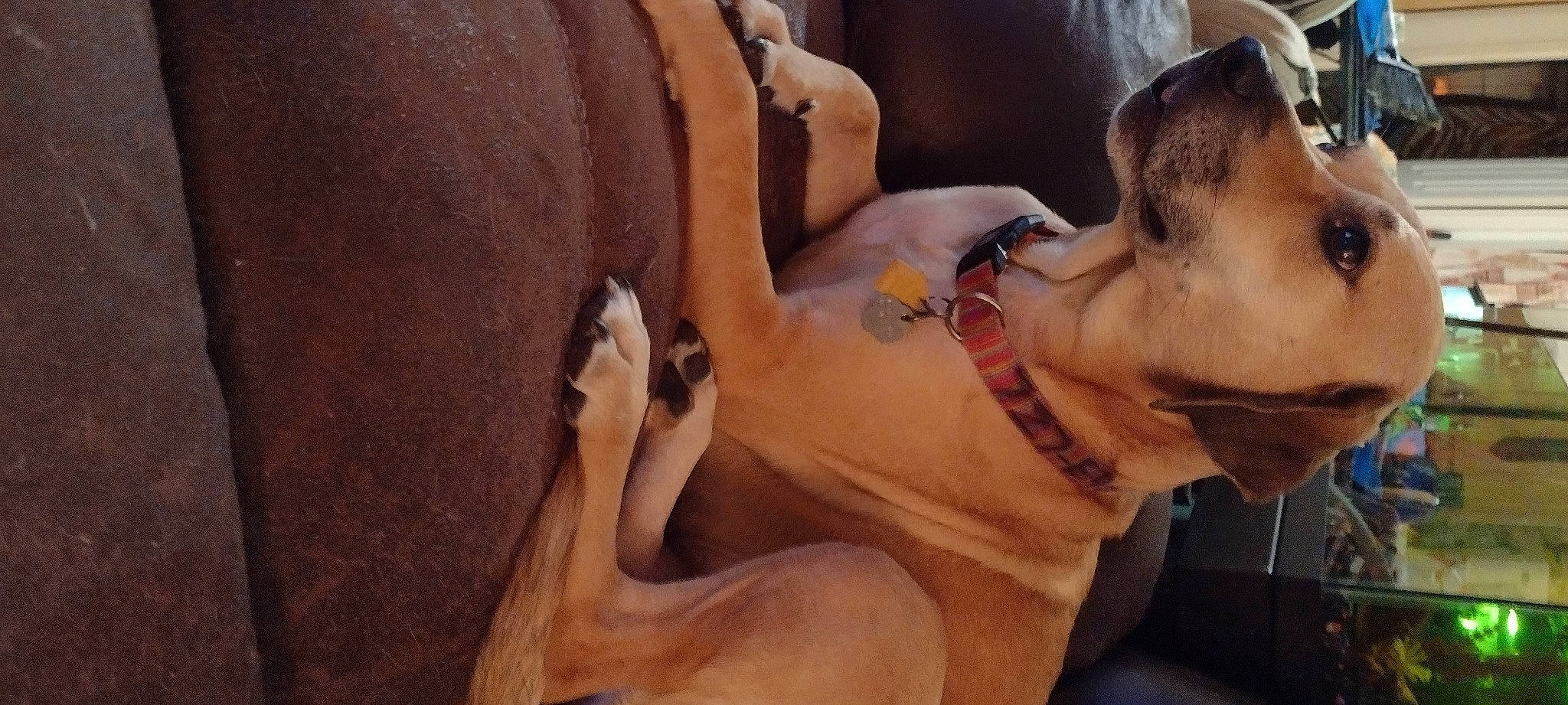 Mar is registered to the contest to win money with this photo: art, carnivore, comfort, dog, dress, elbow, fawn, finger, gesture, hand, human_body, jaw, knee, leg, neck, snout, thigh, tree, trunk, wood