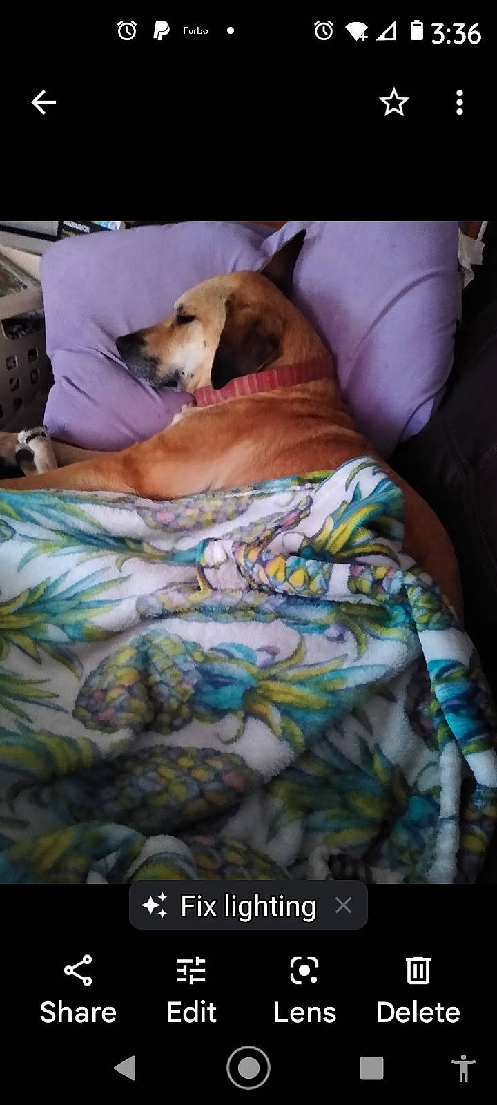 Mar joined the competition — help win amazing prizes! bed, bed_sheet, bedding, bedroom, bedtime, blanket, canidae, carnivore, comfort, companion_dog, dog, dog_breed, dog_supply, duvet, fawn, guard_dog, linens, pattern, room, sporting_group