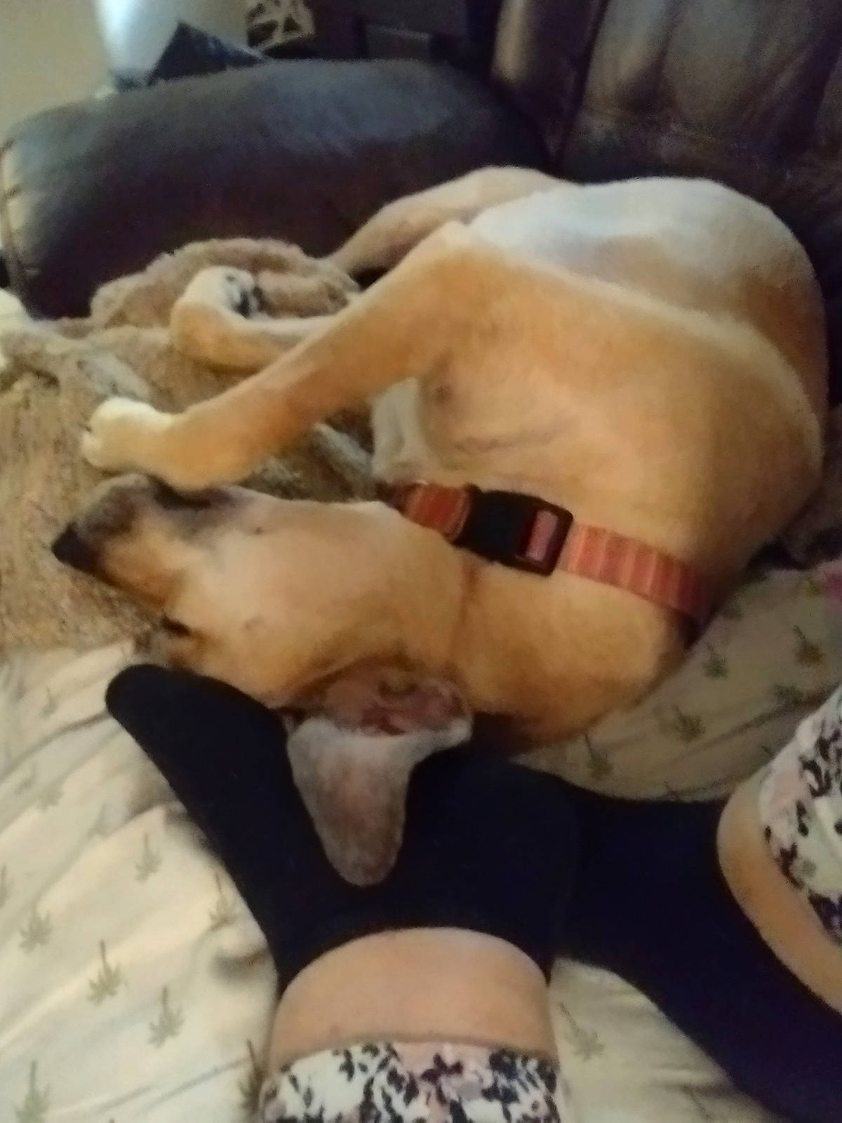 Mar joined the competition — help win amazing prizes! abdomen, canidae, carnivore, comfort, companion_dog, dog, dog_breed, fawn, gesture, human_leg, knee, linens, nail, pattern, paw, sporting_group, thigh, trunk, working_animal, wrist