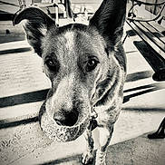 Cooper is registered to the contest to win money with this photo: dog, ball, pet, animal, outdoor, playful, black_and_white, ears, fur, collar, concrete, bench, shadow, closeup, face, cute, looking, standing, toy, waiting
