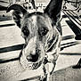 dog, ball, pet, animal, outdoor, playful, black_and_white, ears, fur, collar, concrete, bench, shadow, closeup, face, cute, looking, standing, toy, waiting