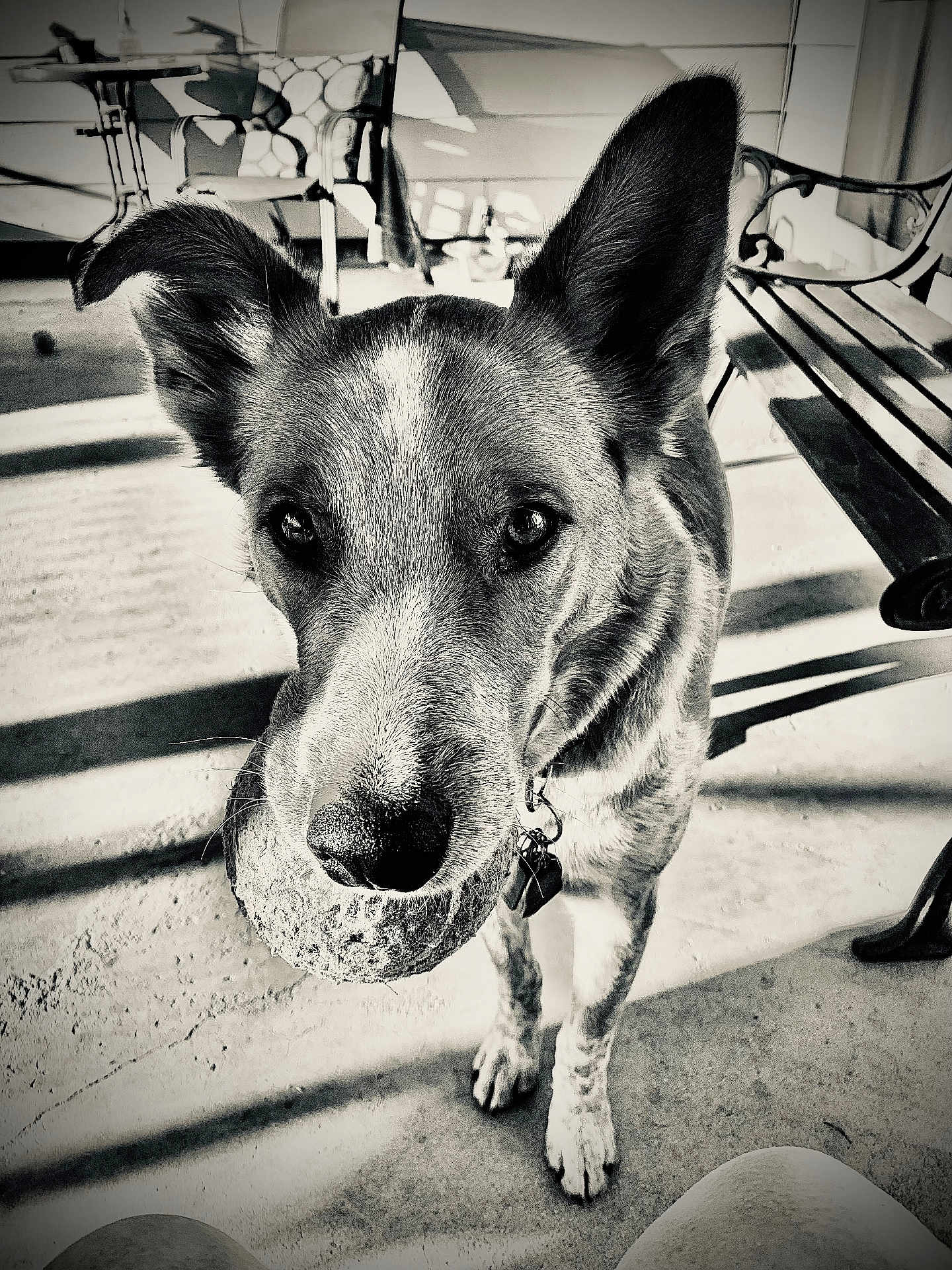 Cooper