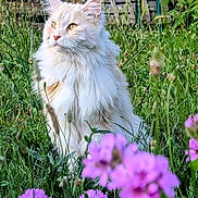 Suki participe au concours pour gagner de l'argent avec cette photo : animal, beautiful, cat, cream_colored, ears, feline, flowers, fluffy, garden, grass, greenery, meadow, nature, outdoor, peaceful, pet, purple_flowers, sitting, sunlight, whiskers