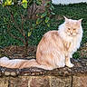 Suki participe au concours pour gagner de l'argent avec cette photo : animal, calm, cat, cream_color, domestic_animal, feline, fluffy, garden, grass, greenery, leaf, mammal, nature, outdoor, pet, quiet, sitting, stone_wall, tree, wildlife