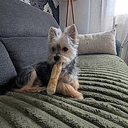 Moky participe au concours pour gagner de l'argent avec cette photo : animal, blanket, chewing, companion, couch, cozy, curtain, dog, fur, furniture, indoor, lamp, living_room, pet, pillow, relaxed, small_dog, stick, wallpaper, window