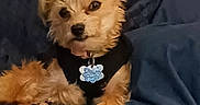 Millie is registered to the contest to win money with this photo: animal, black_shirt, blanket, blue_tag, brown_fur, cozy, cute, dog, domestic_animal, face, fur, indoor, mammal, paw, pet, relaxed, scruffy, sitting, small_dog, tongue_out