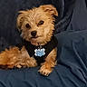 animal, black_shirt, blanket, blue_tag, brown_fur, cozy, cute, dog, domestic_animal, face, fur, indoor, mammal, paw, pet, relaxed, scruffy, sitting, small_dog, tongue_out
