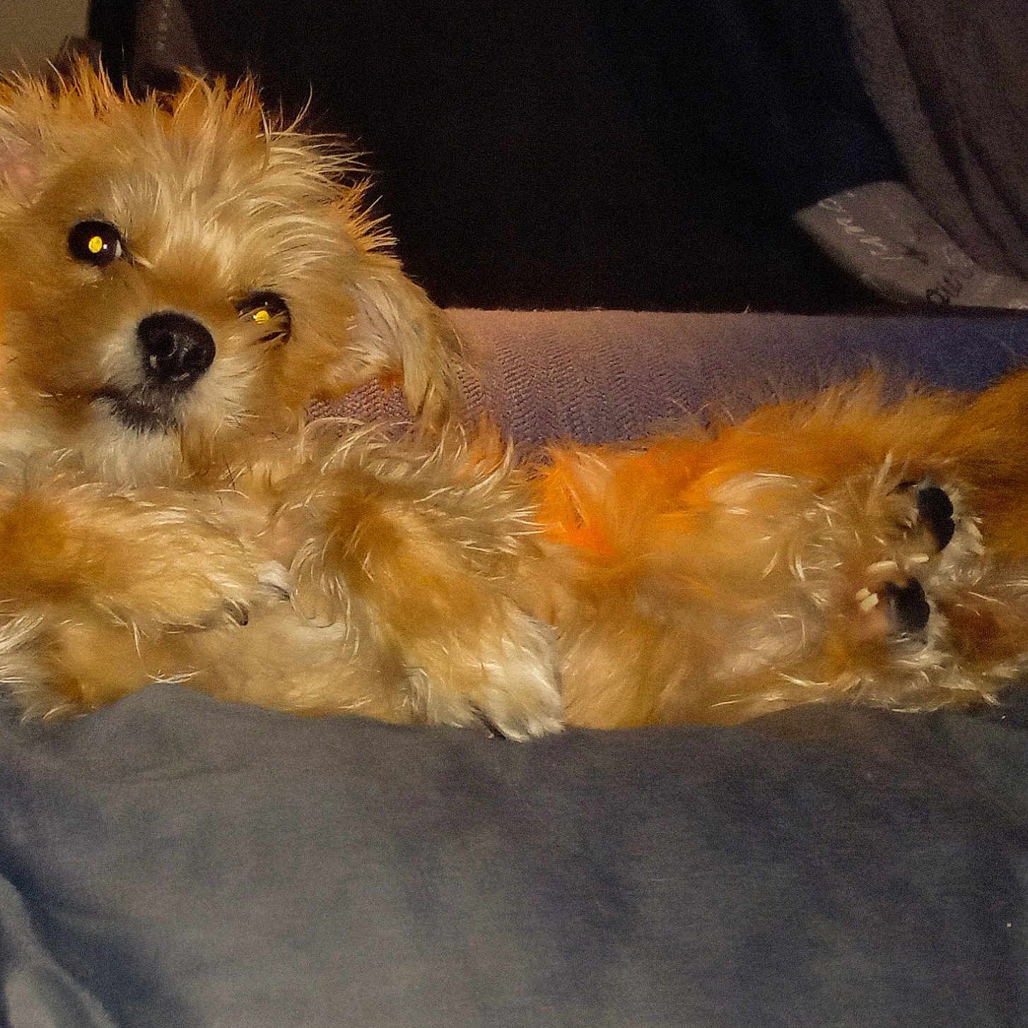 Millie joined the competition — help win amazing prizes! animal, brown_fur, companion, couch, cozy, cute, dog, domestic, fluffy, fur, furniture, indoor, paws, pet, portrait, relaxed, resting, small_dog, tilted_head, warm_lighting