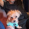 Millie is registered to the contest to win money with this photo: animal, casual, comfort, companion, couch, curious, dog, elderly, fluffy, furniture, home, indoor, man, pet, portrait, relaxed, resting, seated, shirt, small_dog