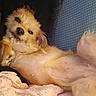 Millie joined the competition — help win amazing prizes! animal, blanket, comfort, companion, cozy, cushion, cute, dog, fluffy, fur, home, indoor, lying_down, paw, pet, relaxed, resting, sleepy, small_dog, snuggle