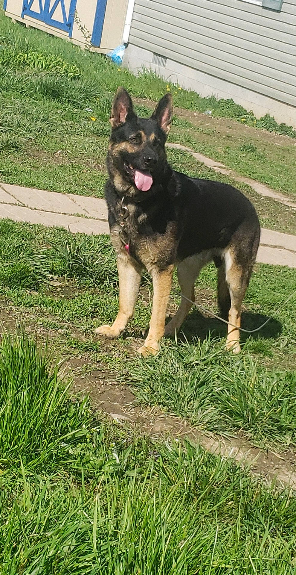 Boss is registered to the contest to win money with this photo: canidae, carnivore, companion_dog, dog, dog_breed, dog_supply, east_european_shepherd, foot, german_shepherd_dog, grass, groundcover, herding_dog, king_shepherd, lawn, old_german_shepherd_dog, plant, terrestrial_animal, vehicle, working_animal, working_dog