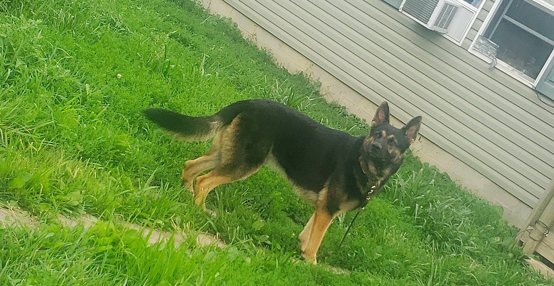 Boss joined the competition — help win amazing prizes! canidae, carnivore, companion_dog, dog, dog_breed, fawn, german_shepherd_dog, grass, grassland, groundcover, herding_dog, king_shepherd, lawn, old_german_shepherd_dog, snout, sporting_group, tail, terrestrial_animal, window, working_dog