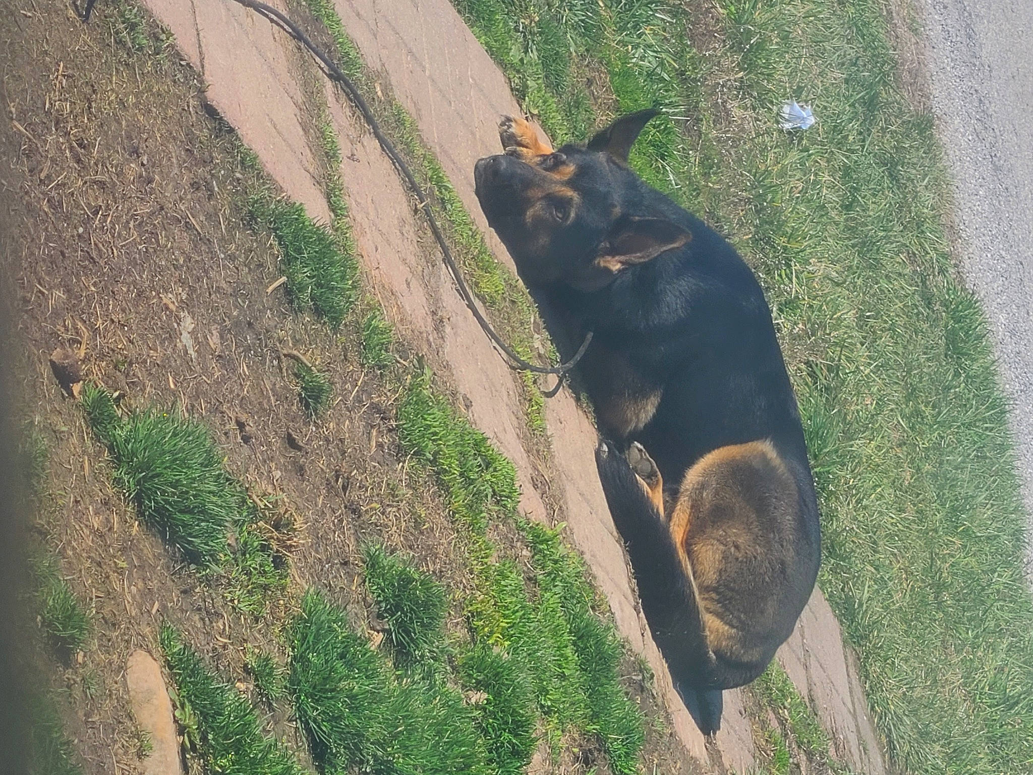 Boss is registered to the contest to win money with this photo: asphalt, canidae, carnivore, dog, dog_breed, fawn, felidae, german_shepherd_dog, grass, grass_family, herding_dog, plant, road_surface, shadow, snout, soil, sporting_group, tail, terrestrial_animal, working_animal