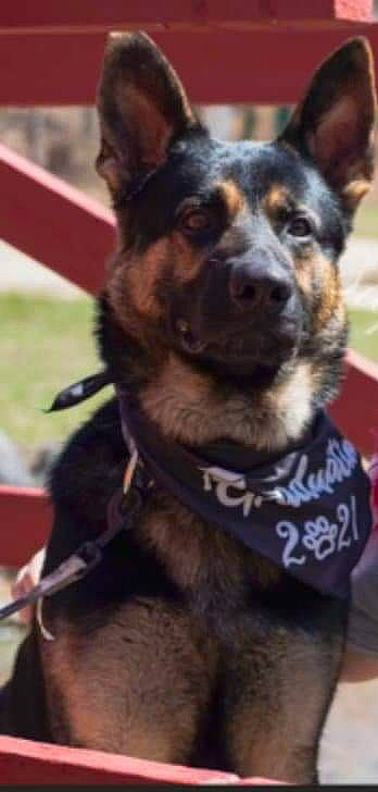 Boss joined the competition — help win amazing prizes! carnivore, collar, companion_dog, dog, dog_breed, dog_collar, dog_supply, ear, east_european_shepherd, fur, german_shepherd_dog, guard_dog, herding_dog, king_shepherd, pet_supply, snout, sporting_group, whiskers, working_animal, working_dog