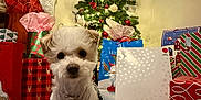 Princesa is registered to the contest to win money with this photo: carpet, celebration, christmas_tree, cozy, cute, decorations, dog, festive, gift, holiday, holiday_cheer, holiday_season, indoor, lights, ornaments, pet, present, small_dog, stocking, sweater