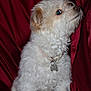 animal, canine, collar, companion, curly_fur, cute, dog, domestic_animal, fluffy, fur, indoor, looking_up, mammal, pet, portrait, red_background, side_view, small_dog, tag, white_dog