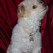 Princesa joined the competition — help win amazing prizes! animal, canine, collar, companion, curly_fur, cute, dog, domestic_animal, fluffy, fur, indoor, looking_up, mammal, pet, portrait, red_background, side_view, small_dog, tag, white_dog