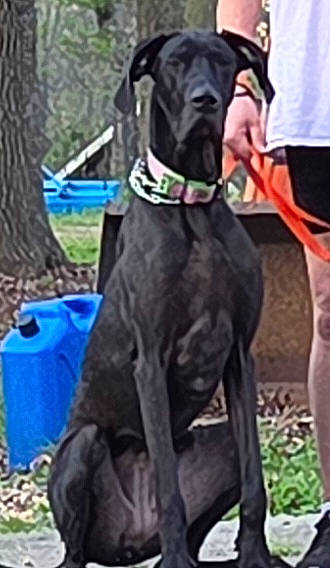 animal, black_dog, blue_container, canine, collar, companion, daylight, dog, grass, leash, legs, nature, outdoor, park, person, pet, resting, sidewalk, sitting, tree