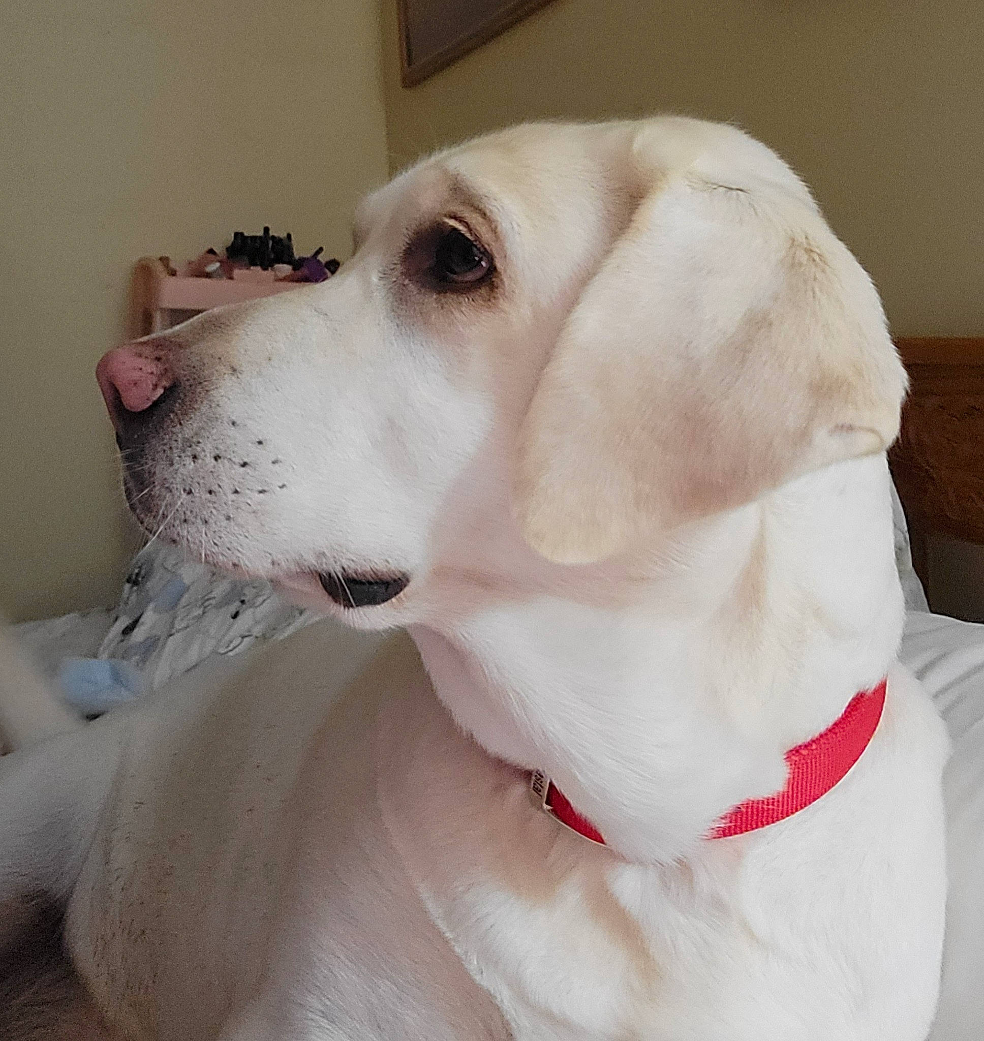 Pinky is registered to the contest to win money with this photo: canidae, carnivore, collar, companion_dog, dog, dog_breed, dog_collar, dog_supply, ear, fang, fawn, fur, non_sporting_group, pet_supply, snout, sporting_group, whiskers, working_animal